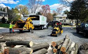 Professional Tree Services in Preston Heights, IL