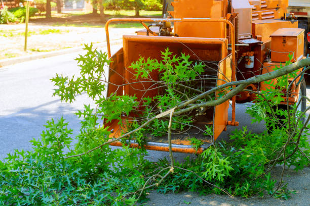 Best Leaf Removal  in Preston Heights, IL