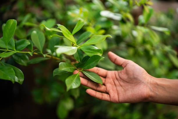Best Tree Maintenance Programs  in Preston Heights, IL