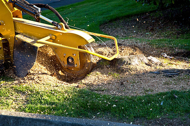 Best Tree Health Inspection  in Preston Heights, IL