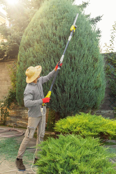 Best Palm Tree Trimming  in Preston Heights, IL